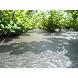 COLLERETTES OKOLYS 50X50/PAQ100